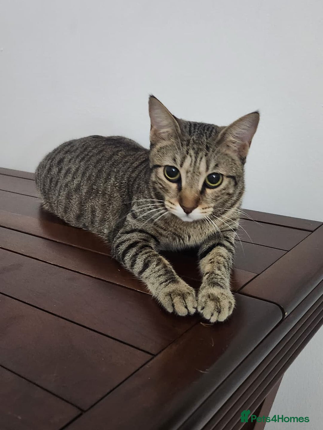 Mixed Breed cats for adoption: Nana - Playful & Sweet Girl - Image 3