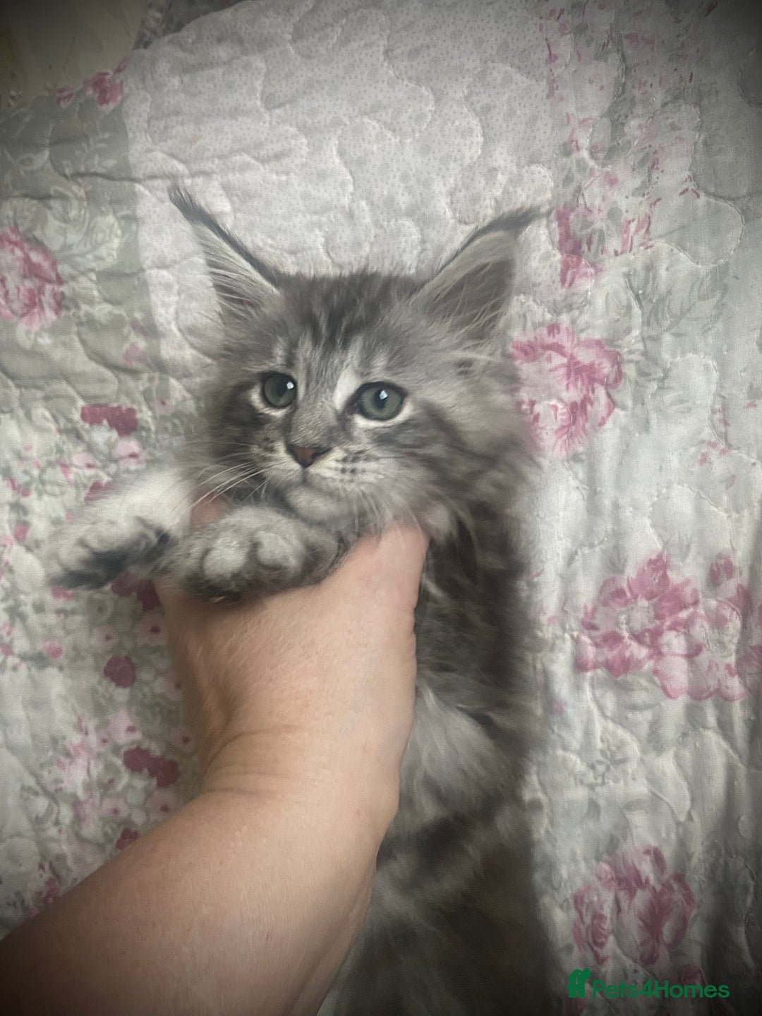 Maine Coon cats for sale: Full Maine Coon kittens Parents fully tested - Advert 13