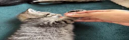 Domestic Shorthair cats for sale: 3 Kittens Ready Oct 4th - WR12 - Advert 23