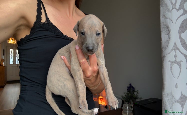 Whippet dogs - Advert 2