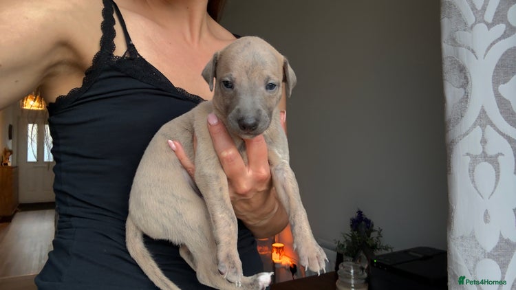 Whippet dogs - Advert 1