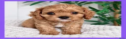 Cavapoo dogs for sale: Gorgeous cavapoo puppies from DNA tested parents - Advert 7