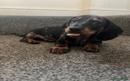 Miniature Dachshund dogs for sale: Mini dachshund for sale  - Image 2