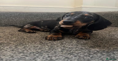 Miniature Dachshund dogs - Advert 5