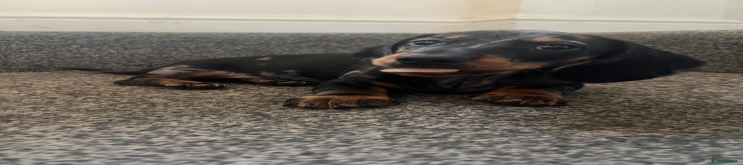 Miniature Dachshund Puppy 2