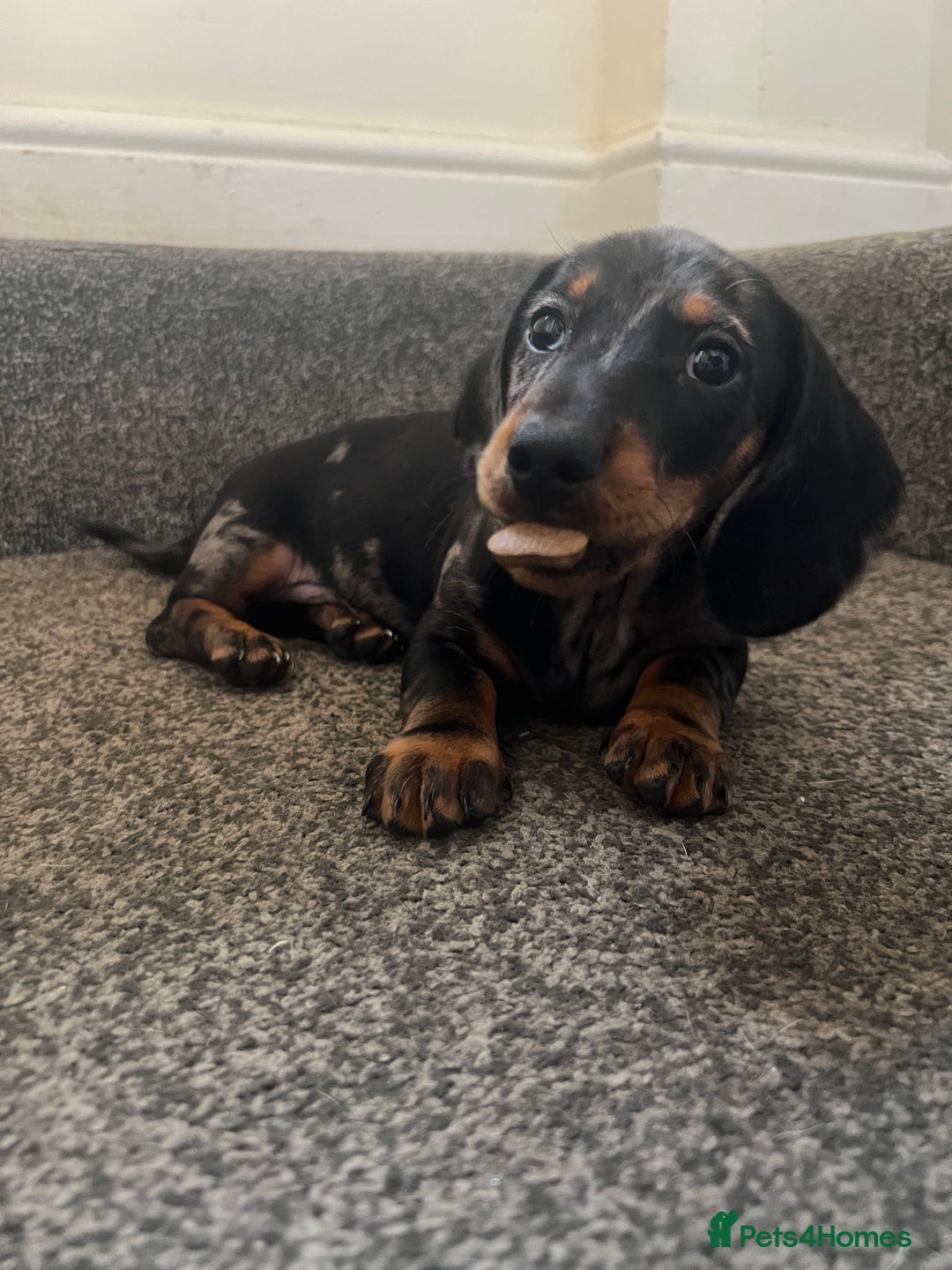Miniature Dachshund dogs for sale: Mini dachshund for sale  - Image 2