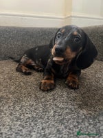 Miniature Dachshund dogs - Advert 2
