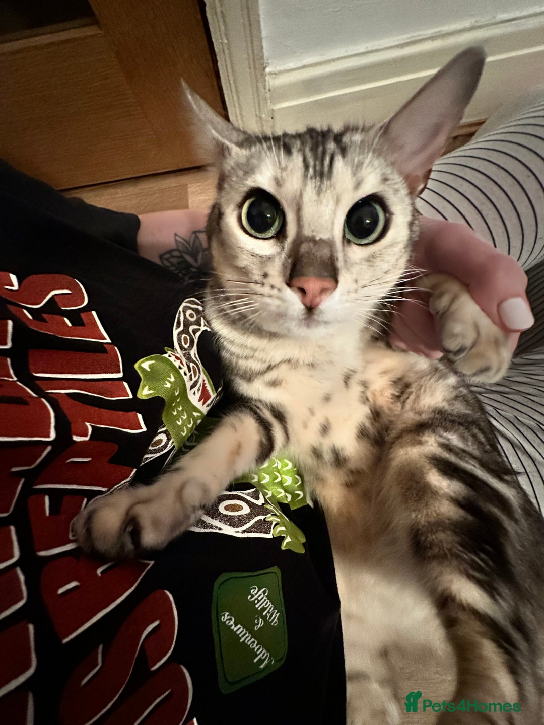 Bengal cats for sale: Full Bengal Female - Advert 6