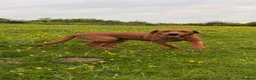 Labrador Retriever dogs for sale: 11 month old fox red Labrador  - Advert 2