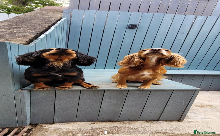 Cocker Spaniel dogs - Advert 2