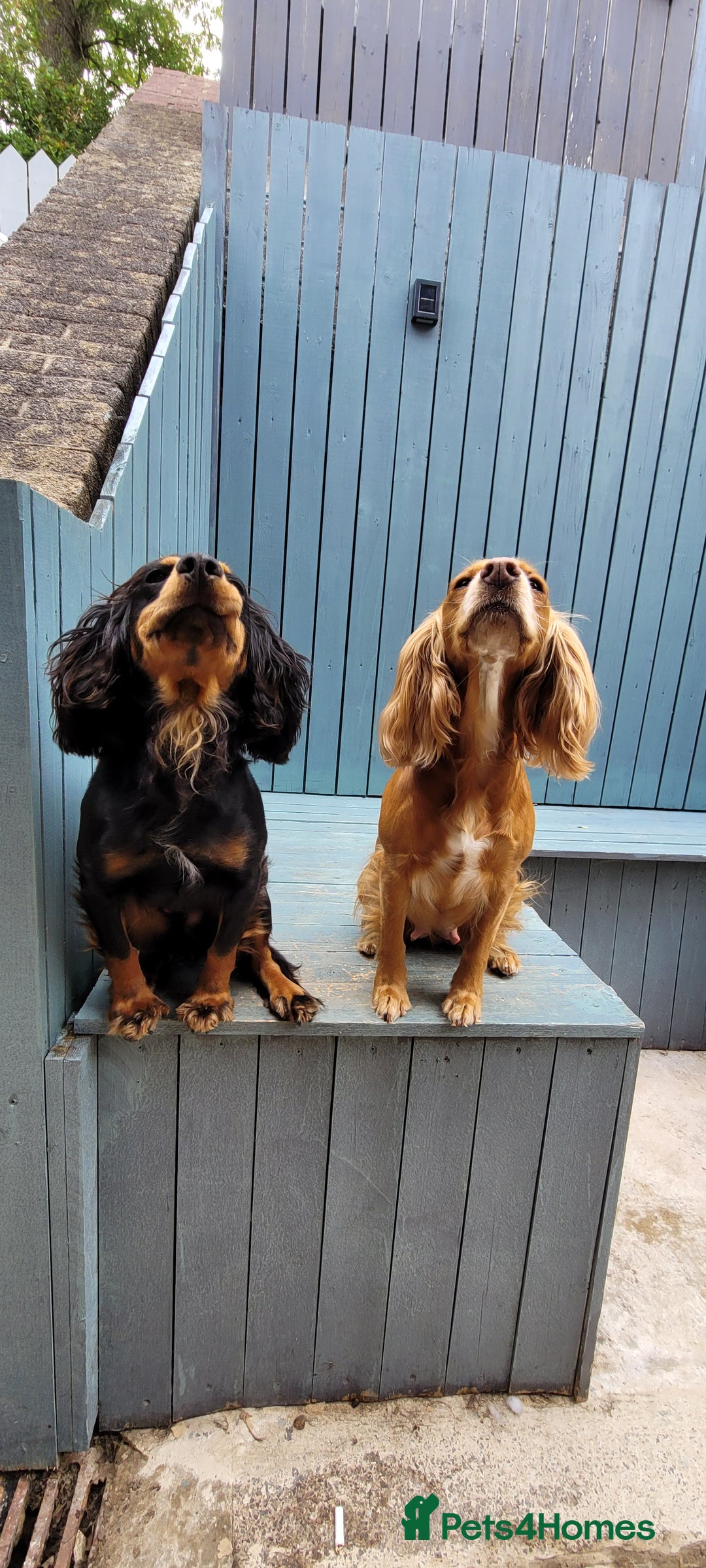 Cocker Spaniel dogs for sale: W/CS puppies - Image 1