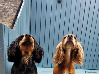 Cocker Spaniel dogs - Advert 13