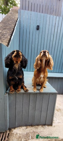 Cocker Spaniel dogs - Advert 2