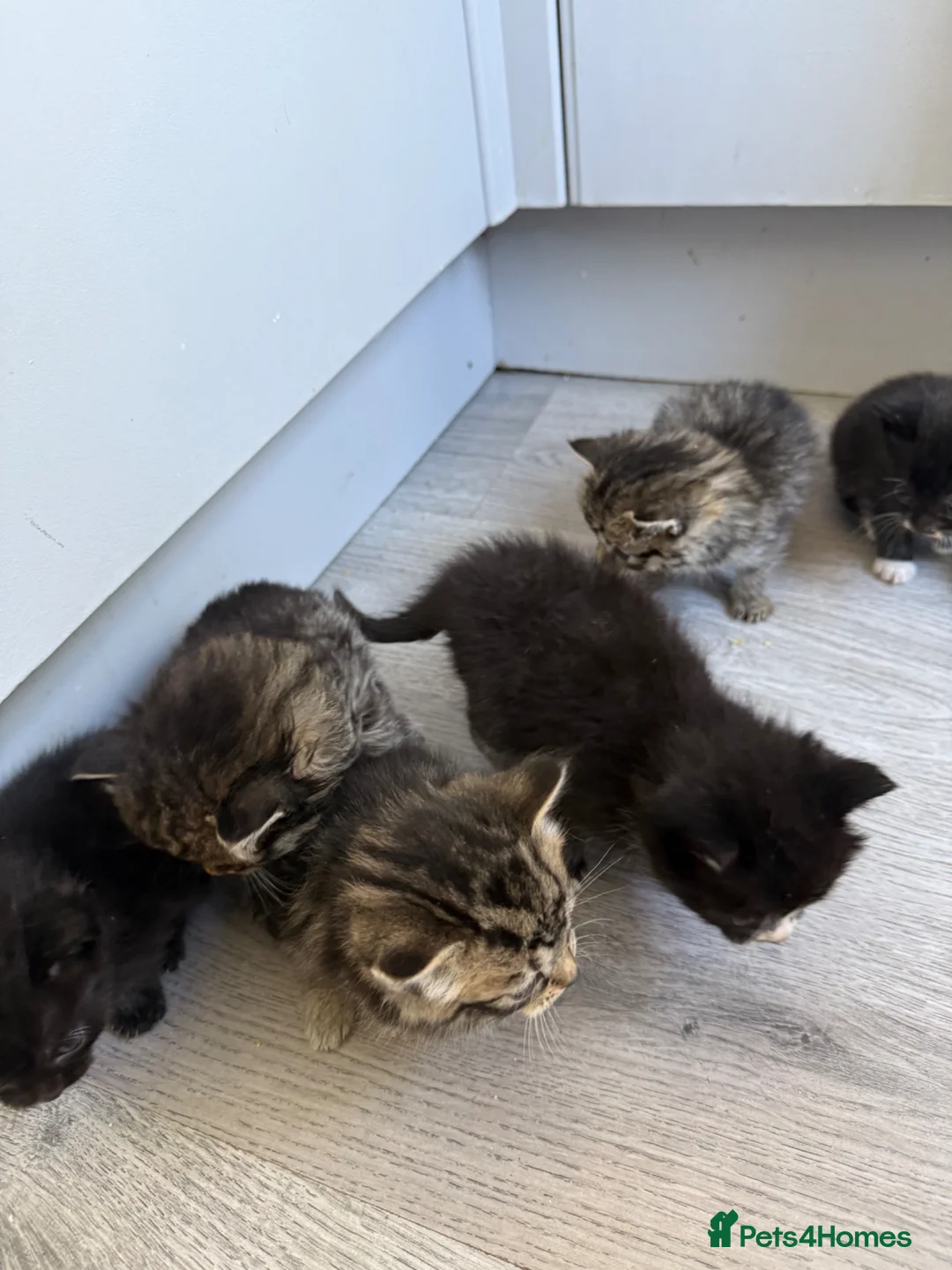 Domestic Shorthair cats for sale: 6 beautiful kittens  - Advert 2