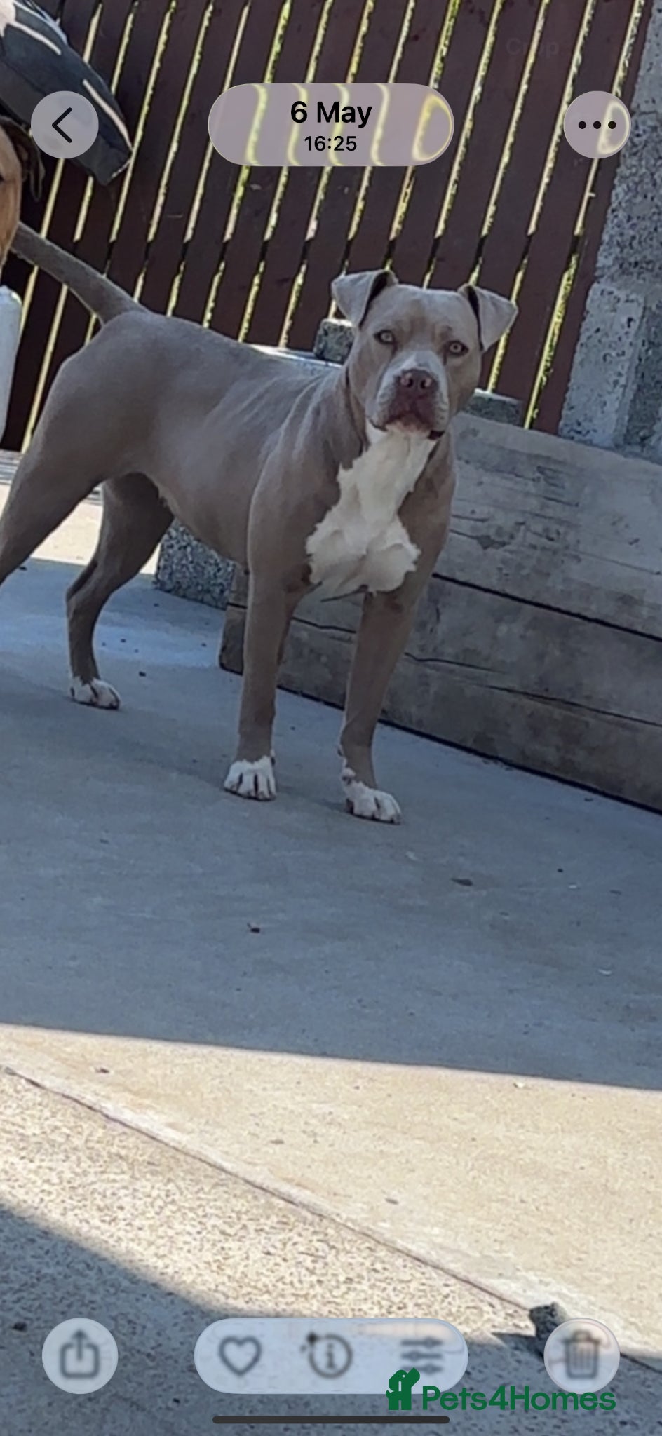 Mixed Breed dogs American bully  - Advert 2
