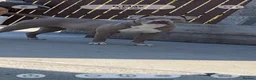 Mixed Breed dogs for sale: American bully  - Advert 1