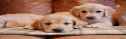 Golden Retriever dogs for sale: Quality KC Health Tested Golden Retriever Puppies - Advert 3