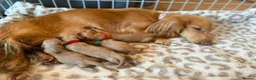 Miniature Dachshund dogs for stud: Beautiful Long Haired Full Cream Dachshund *Stud* - Advert 22