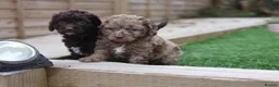 Cavapoo dogs for sale: F1 rare chocolate/choc Merle Cavapoo pups - Advert 13
