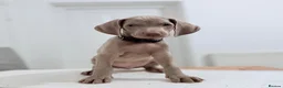 Weimaraner dogs for sale: Gorgeous silver Weimaraner puppies READY SOON !! - Advert 11