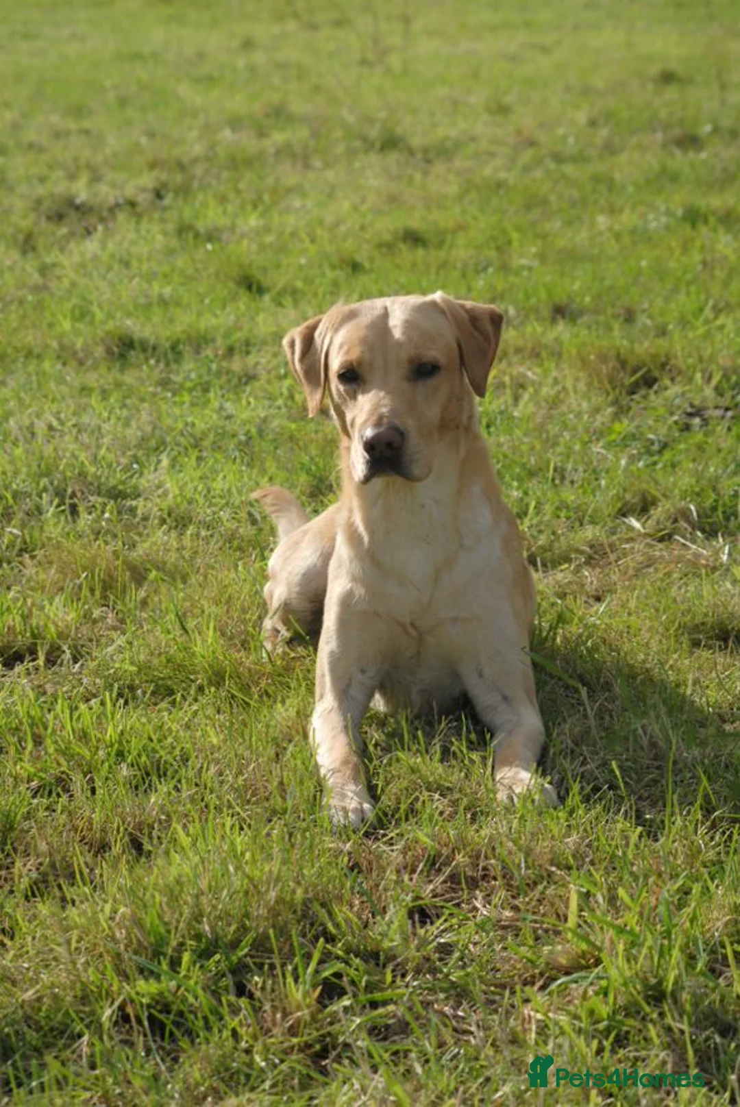Labrador Retriever dogs for stud: PROVEN WORKING LAB STUD in Yeovil - Advert 4