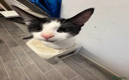 Bombay cats for sale: Brothers in need of home ASAP!! - Image 2