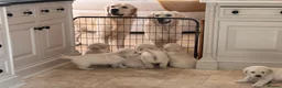 Golden Retriever dogs for sale: Beautiful English Cream Golden Retriever Puppies in Boston - Advert 16