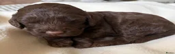 Cockapoo dogs for sale: Chocolate Cockapoos for sale - Advert 7
