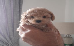 Cavapoo dogs for sale: Toy cavapoos - Image 8