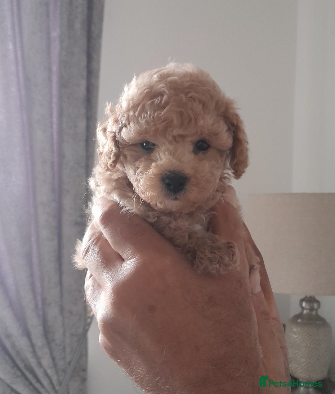 Cavapoo dogs for sale: Toy cavapoos - Image 8