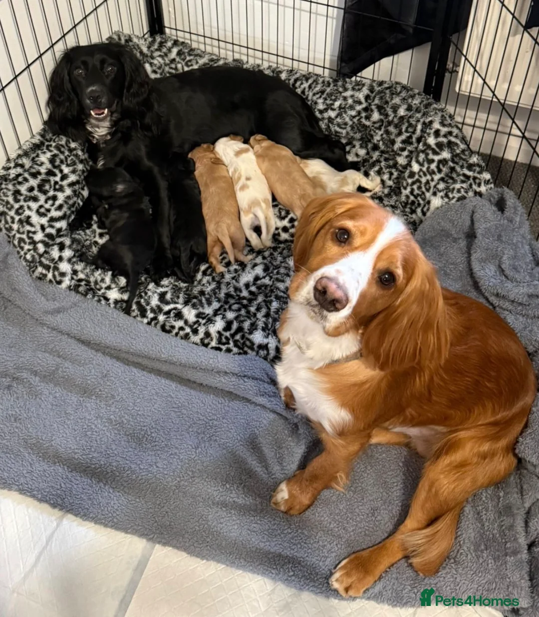 Cocker Spaniel dogs for sale: Beautiful working cocker spaniel puppy  in Neath - Advert 1