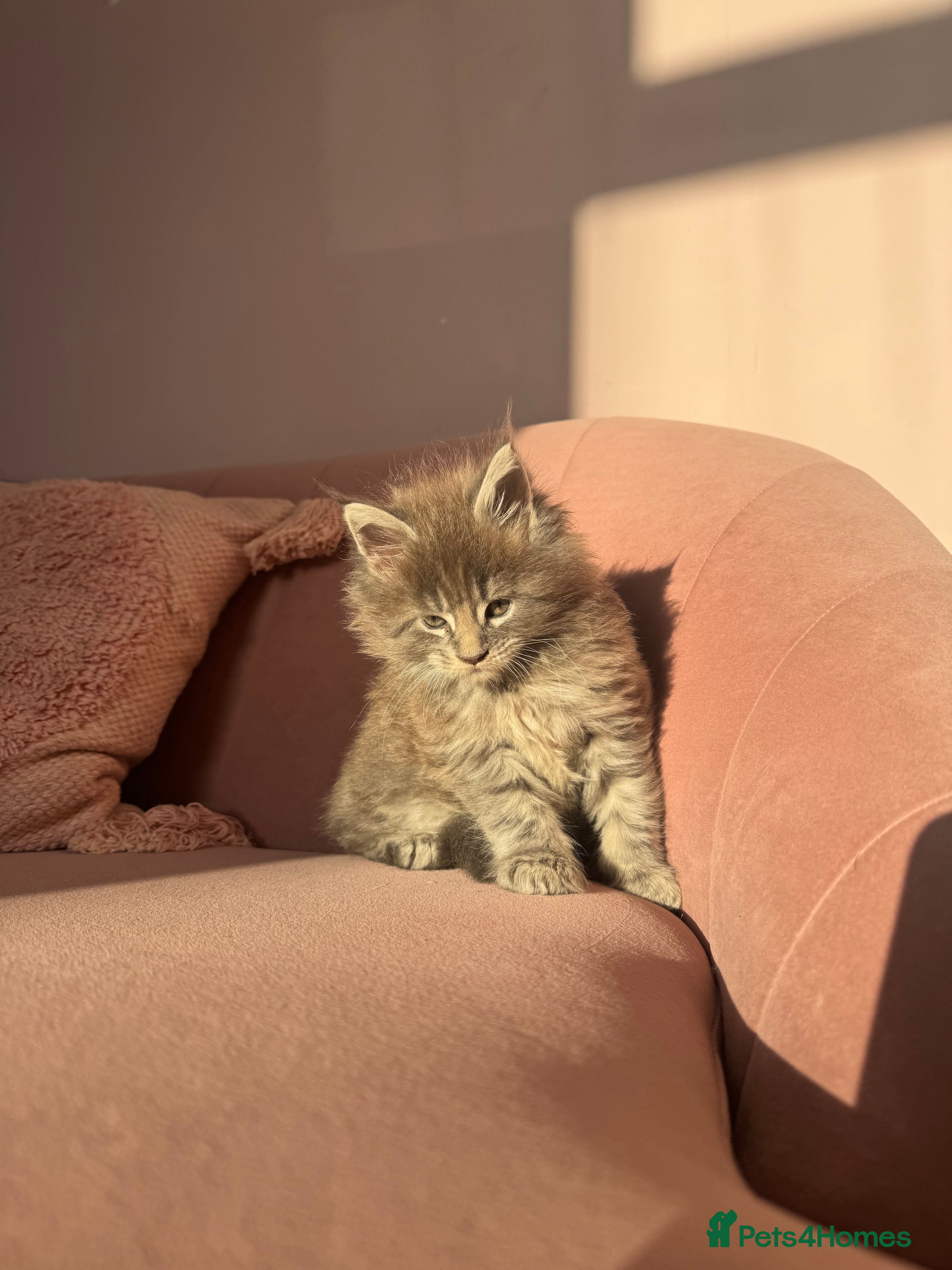 Maine Coon cats Maine Coon TICA registered✨ - Advert 1