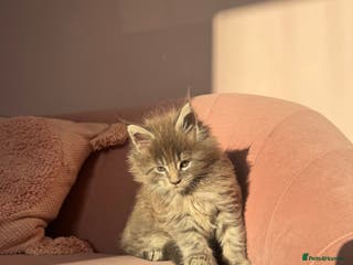 Maine Coon cats Maine Coon TICA registered✨ - Advert 1