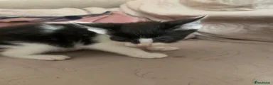  Kitten 2
