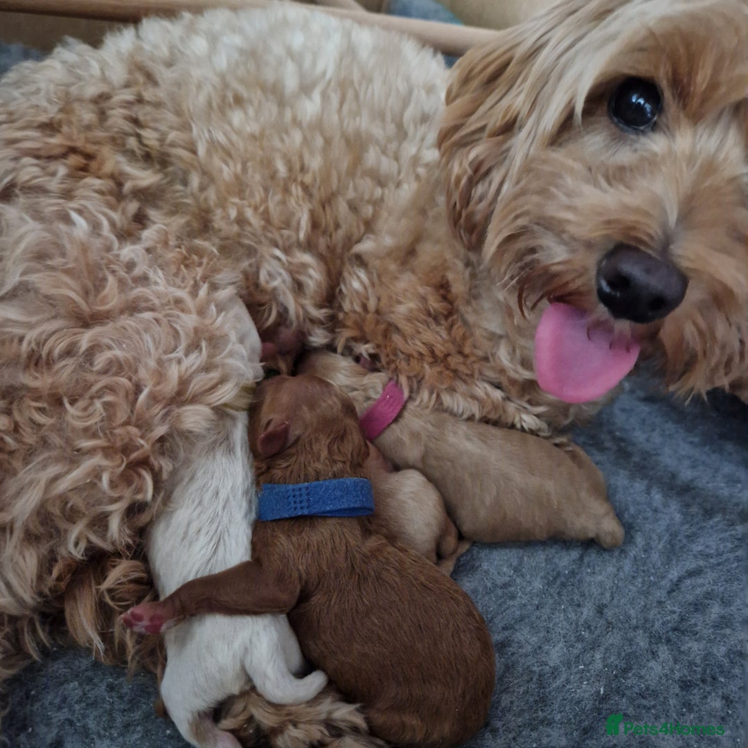 Maltipoo dogs for sale: 🐾✨️Beautiful Maltipoo Pups ready in December!🐾✨️ - Image 6