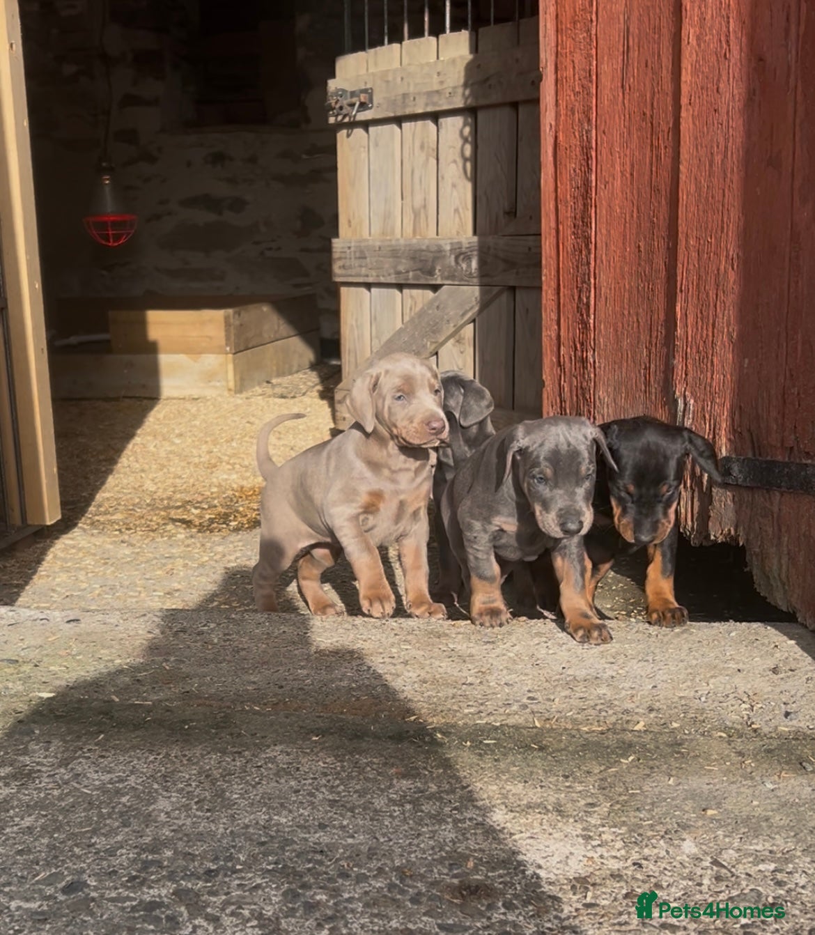 Dobermann dogs STUNNING Dobermann puppies for sale  - Advert 15