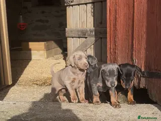 Dobermann dogs STUNNING Dobermann puppies for sale - Advert 15