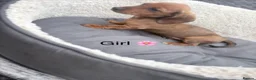 Miniature Dachshund dogs for sale: Beautiful dachshund babies  in Stafford - Advert 6