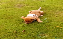 Mixed Breed dogs for sale: 4 month old belgian malinous x staff - Image 11