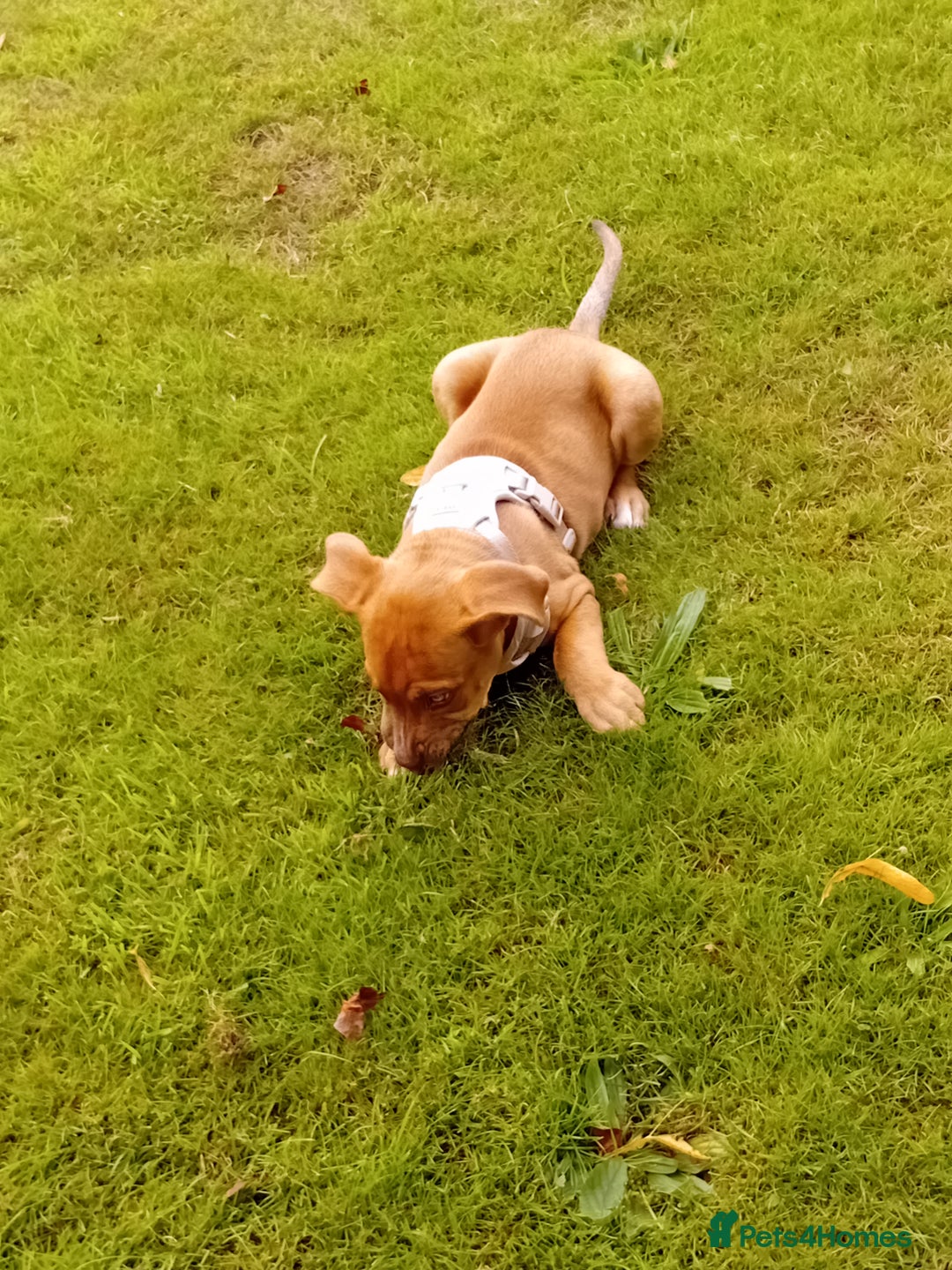 Mixed Breed dogs for sale: 4 month old belgian malinous x staff - Image 11