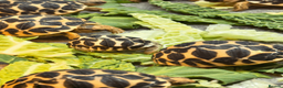 Tortoise reptiles for sale: CB26 Indian Star Tortoises for sale - Advert 3
