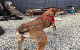 Mixed Breed dogs for sale: Nelly (staffy x Border collie) - Image 11