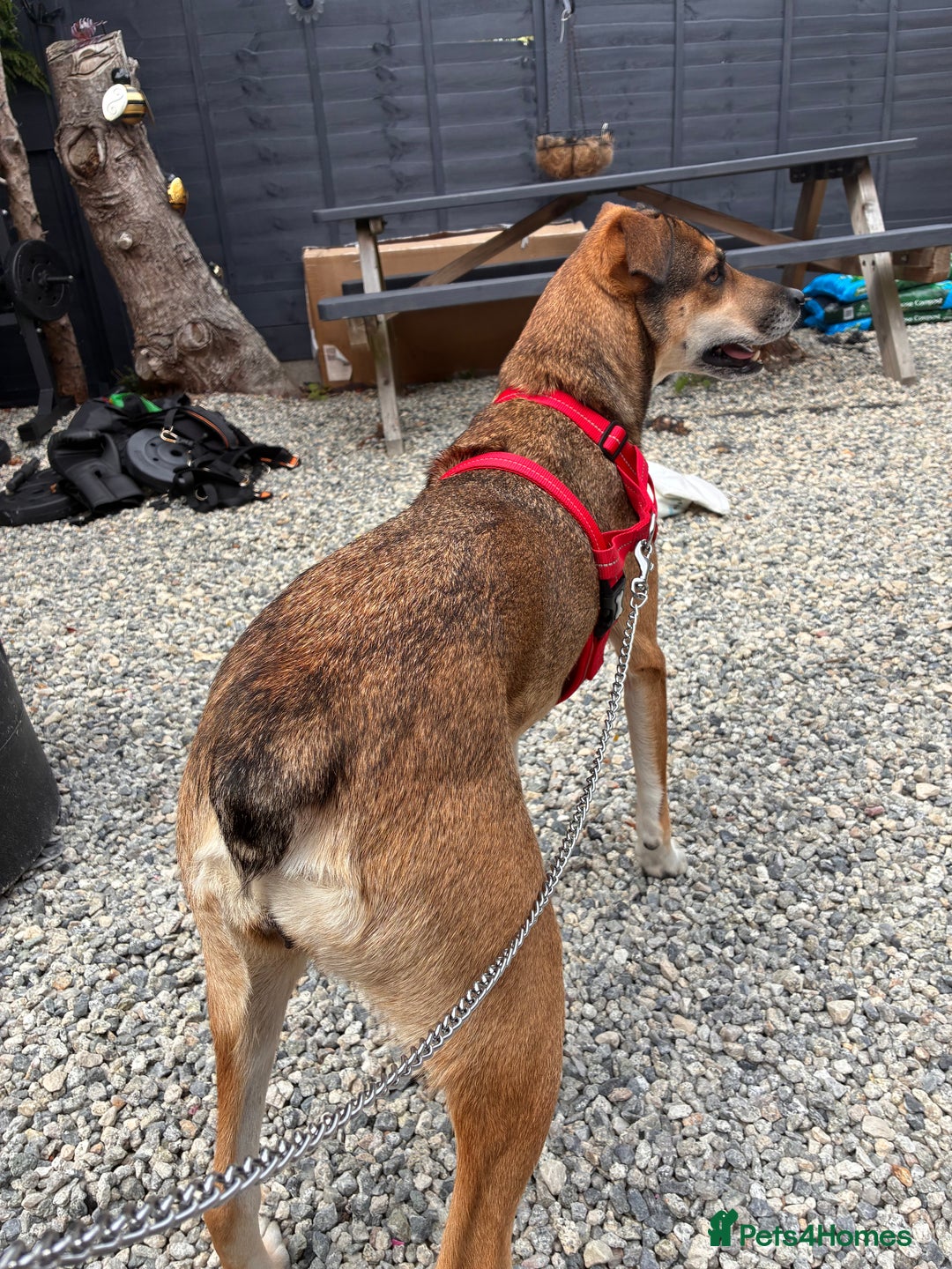 Mixed Breed dogs for sale: Nelly (staffy x Border collie) - Image 11