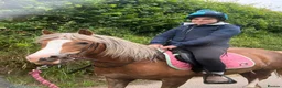 Welsh Section A horses for sale: Toffee 4 year old approximately 12.2hh  in Barnstaple - Advert 4