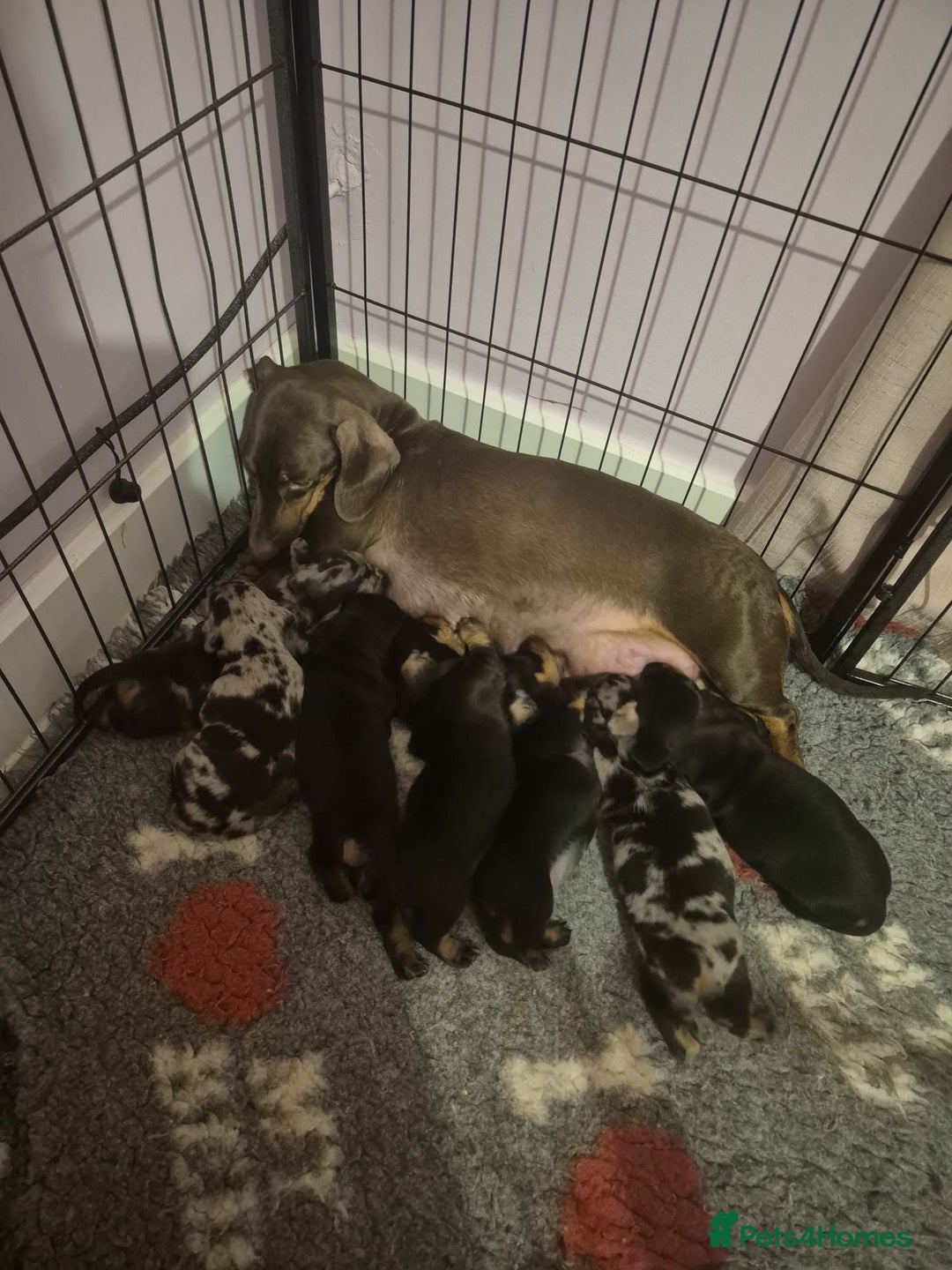 Miniature Dachshund dogs for sale: Miniature dachshund KC - Advert 6