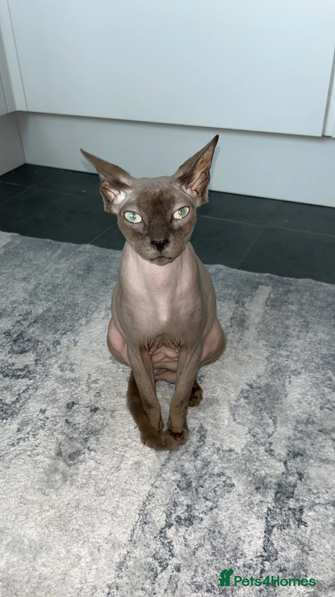 Sphynx cats for sale: Adorable Sphynx kittens in Harlow - Advert 10