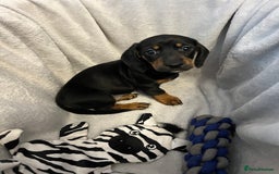 Miniature Dachshund dogs for sale: Stunning miniature dachshund puppies  - Image 6