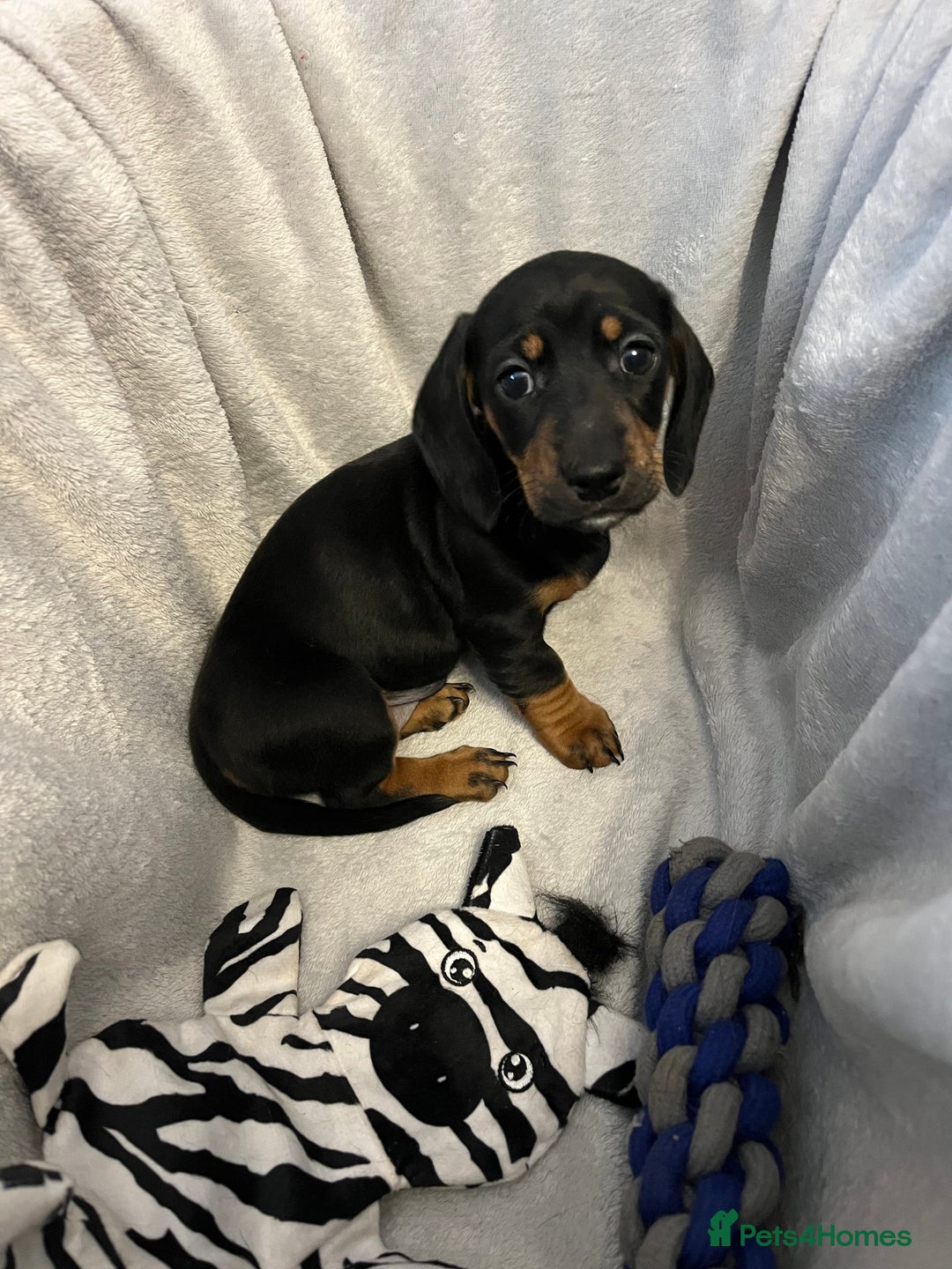 Miniature Dachshund dogs for sale: Stunning miniature dachshund puppies  - Image 6