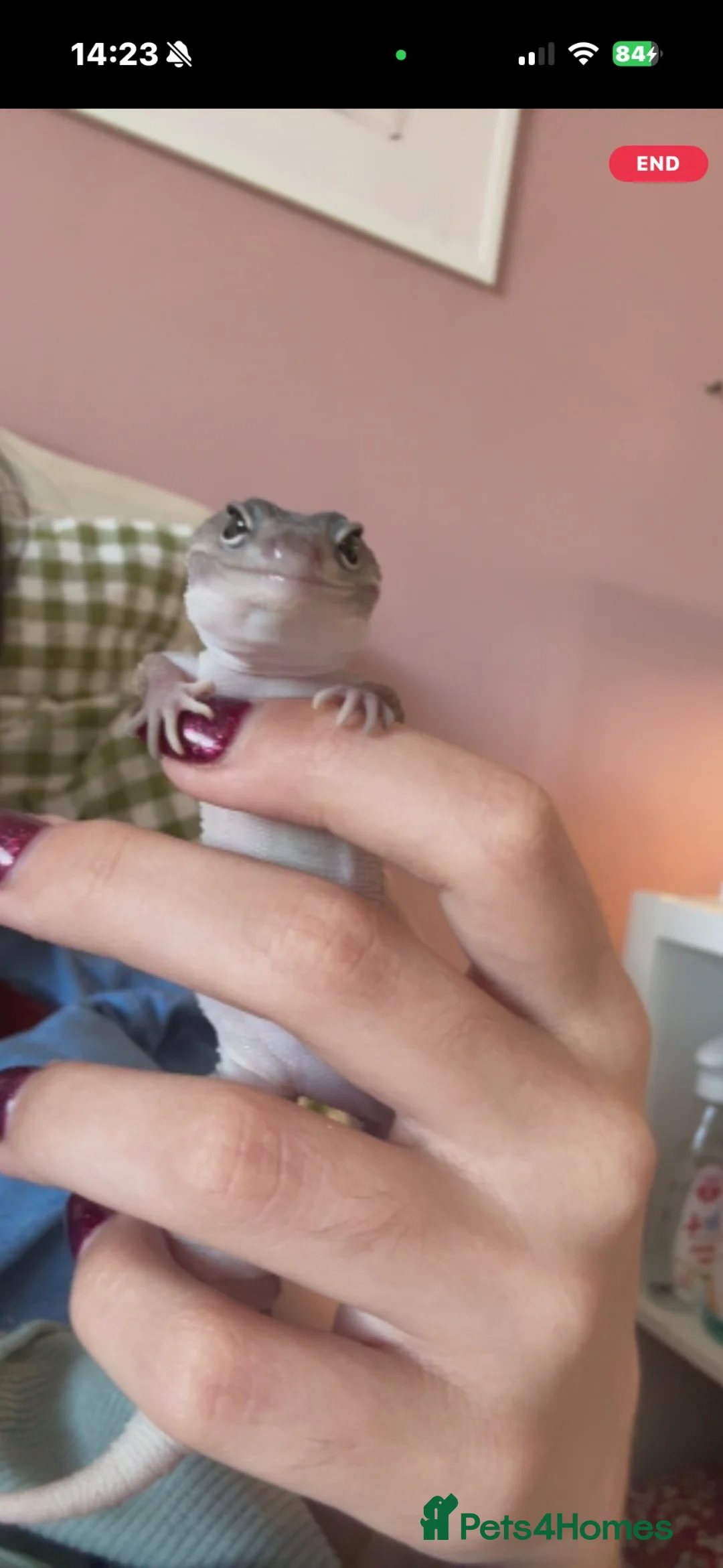 Leopard Gecko reptiles for sale: Friendly female  gecko 7 months! in Nottingham - Advert 6