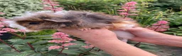Guinea Pig rodents for sale: 5 gorgeous 🐹 Guinea pigs  - Advert 15